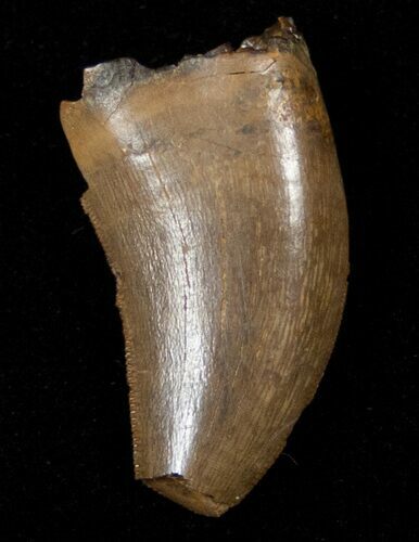 Tyrannosaur Tooth - Two Medicine Formation #14753